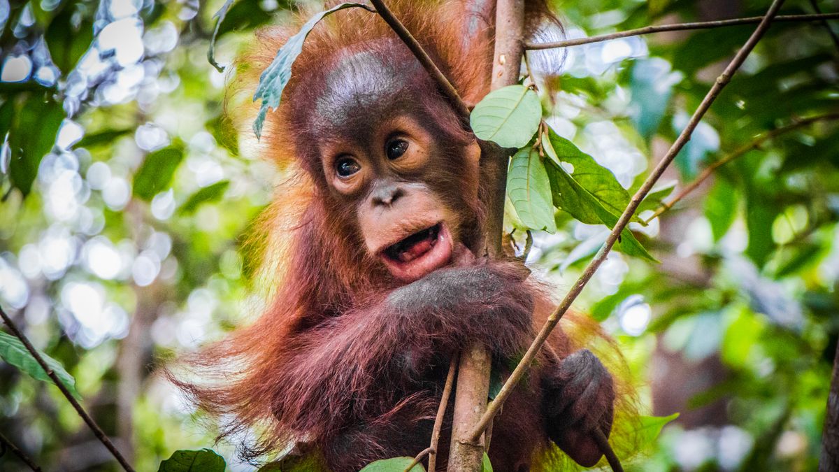 Kama byl první orangutan, který se narodil v některé české zoo